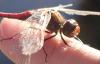 Sympetrum vulgatum
